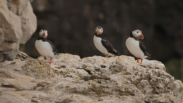 Three puffins on a ledge, sheer cliffs and the sea below.